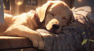Lucky Labrador - der Ratgeber-Blog für Menschen mit Labrador Retriever - Thema: Die geeigneten Schlaf- und Ruheplätze für einen Labrador Retriever