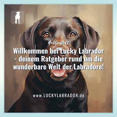 Lucky Labrador - Ratgeber für Menschen mit Labrador Retriever - Instagram Post 1