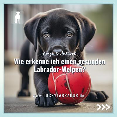 Lucky Labrador - Ratgeber für Menschen mit Labrador Retriever - Instagram Post 3