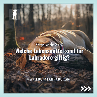 Lucky Labrador - Ratgeber für Menschen mit Labrador Retriever - Instagram Post 9