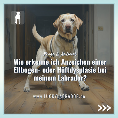 Lucky Labrador - Ratgeber für Menschen mit Labrador Retriever - Instagram Post 15