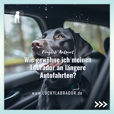 Lucky Labrador - Ratgeber für Menschen mit Labrador Retriever - Instagram Post 21