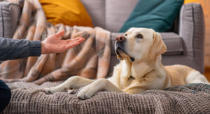 Lucky Labrador - der Ratgeber-Blog für Menschen mit Labrador Retriever - Thema: Die Erziehung eines Labrador Retrievers zur Entspannung auf Signal: Techniken und Übungen