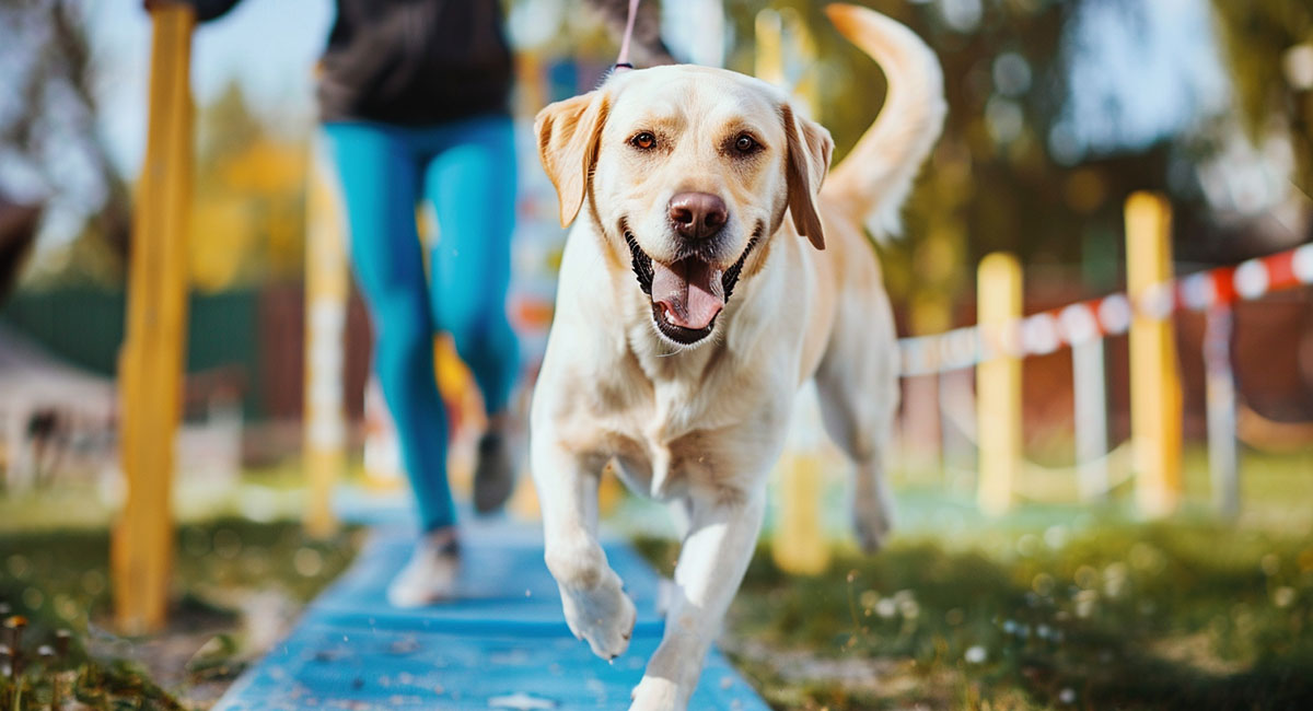 Die Bedeutung von Spaß und Motivation im Hundesport mit einem Labrador Retriever