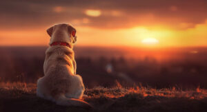 Lucky Labrador - der Ratgeber-Blog für Menschen mit Labrador Retriever - Thema: Geschichten, die das Herz berühren: Storytelling für Labrador-Dogfluencer